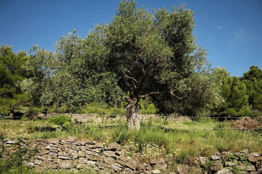 L'Arbre A Soleil Villa Aigues-Vives  Exteriör bild